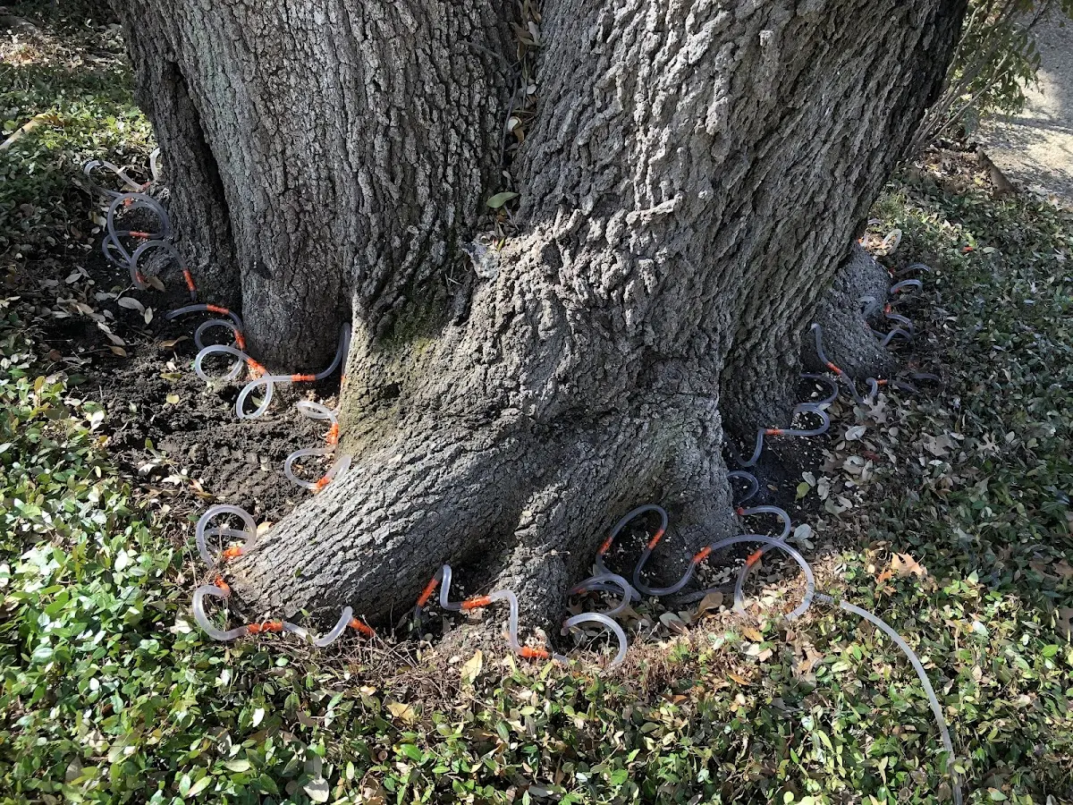 Detailed Tree Cabling and Bracing job site in New Market