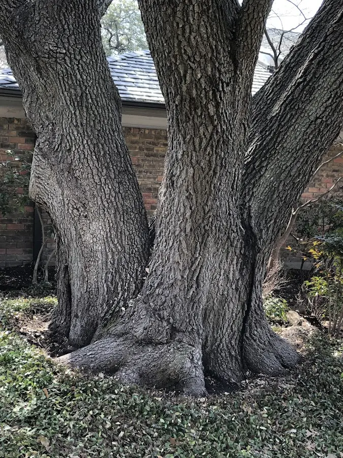 Mature heritage tree close to a New Market property cared for by certified arborists